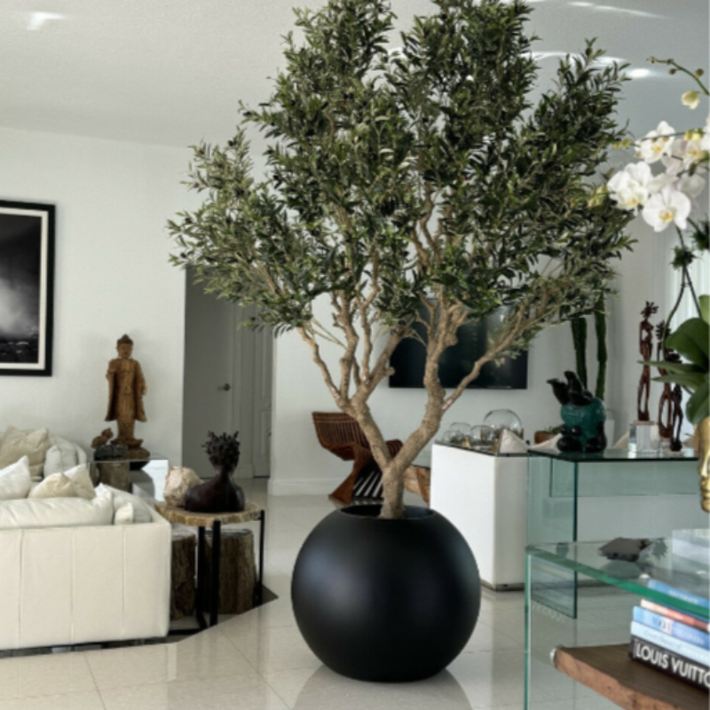 Olive tree in a matte black pot
